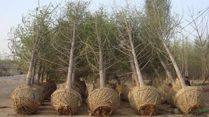 桃園針紡織品購銷業(yè)務(wù)概述